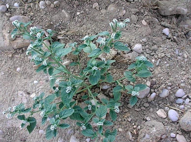 Heliotropium europaeum / Eliotropio selvatico